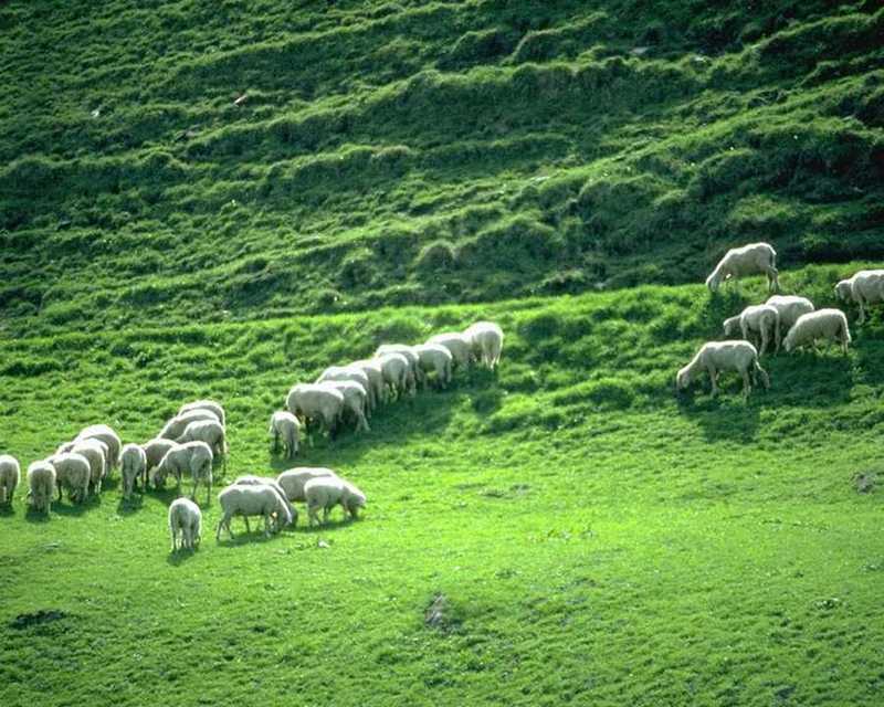 Sheep; DISPLAY FULL IMAGE.