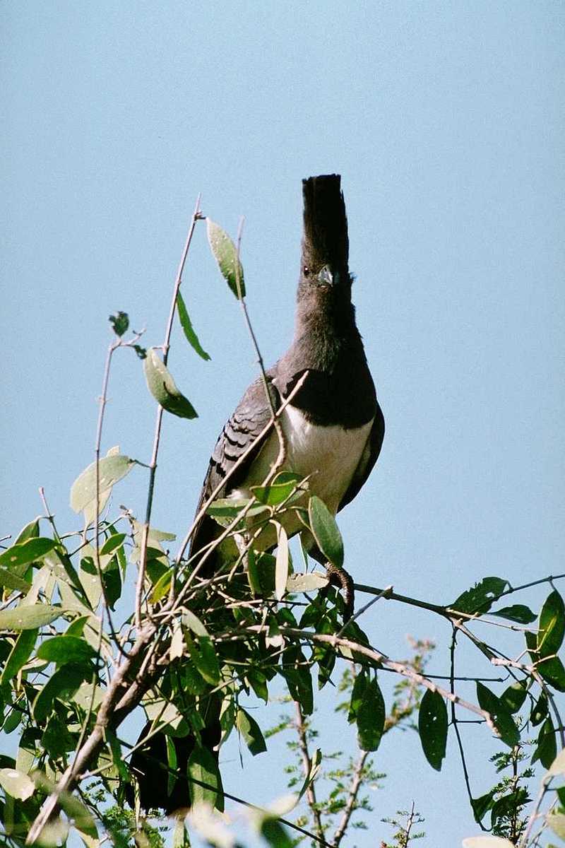 Turaco (White-Bellied Go-Away Bird); DISPLAY FULL IMAGE.