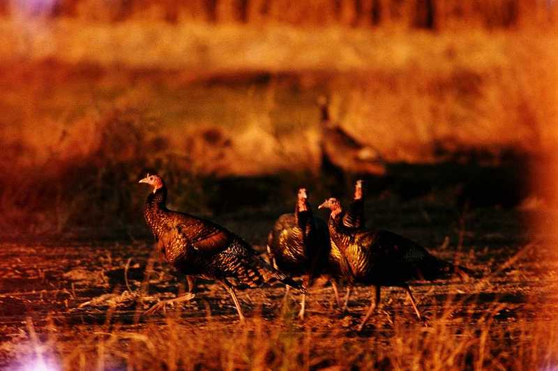 Wild Turkeys; DISPLAY FULL IMAGE.