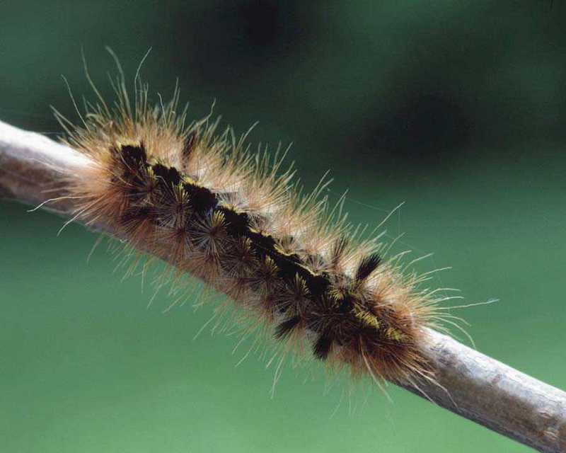 Worm : Caterpillar; DISPLAY FULL IMAGE.