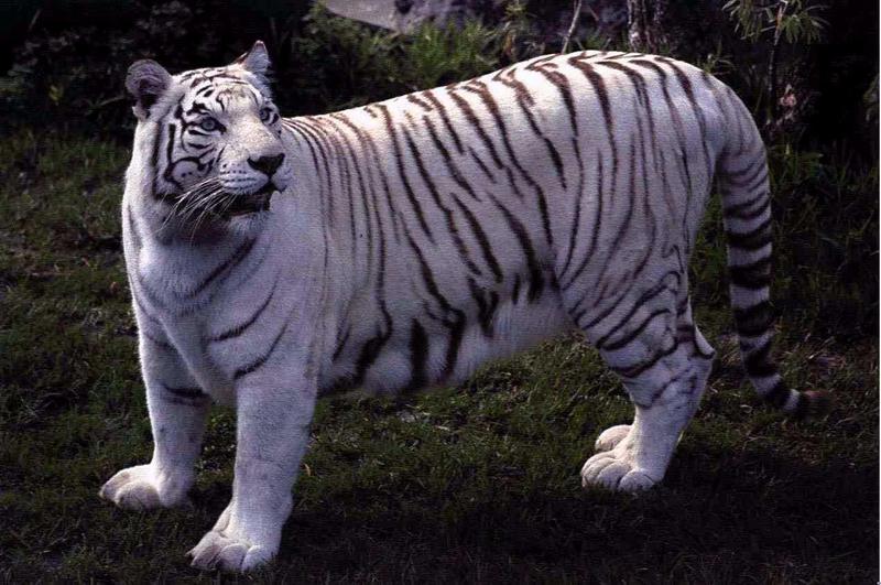 White Tiger; DISPLAY FULL IMAGE.