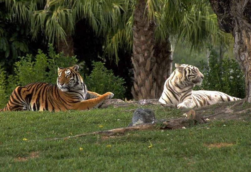 White Tiger and a normal; DISPLAY FULL IMAGE.