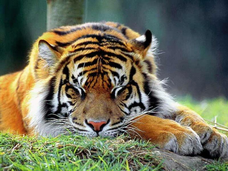Tiger; DISPLAY FULL IMAGE.