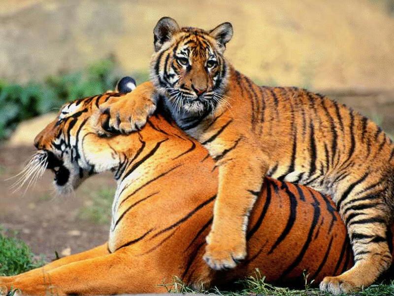 Tigers; DISPLAY FULL IMAGE.