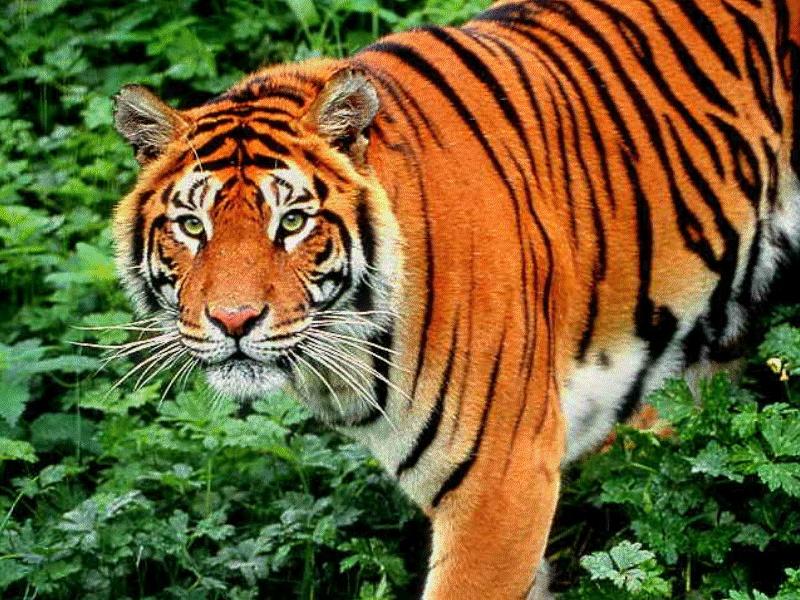 Tiger; DISPLAY FULL IMAGE.