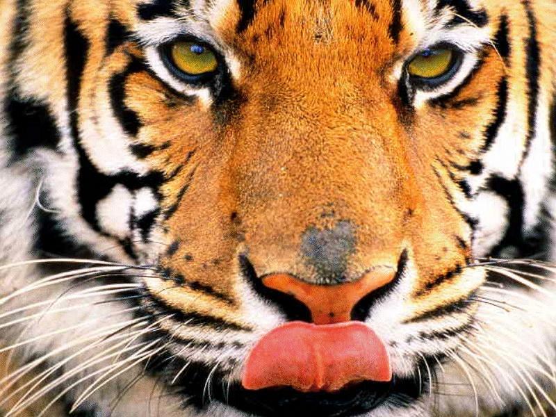 Tiger; DISPLAY FULL IMAGE.