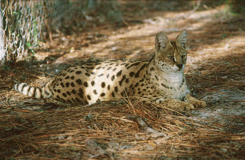 Serval; DISPLAY FULL IMAGE.