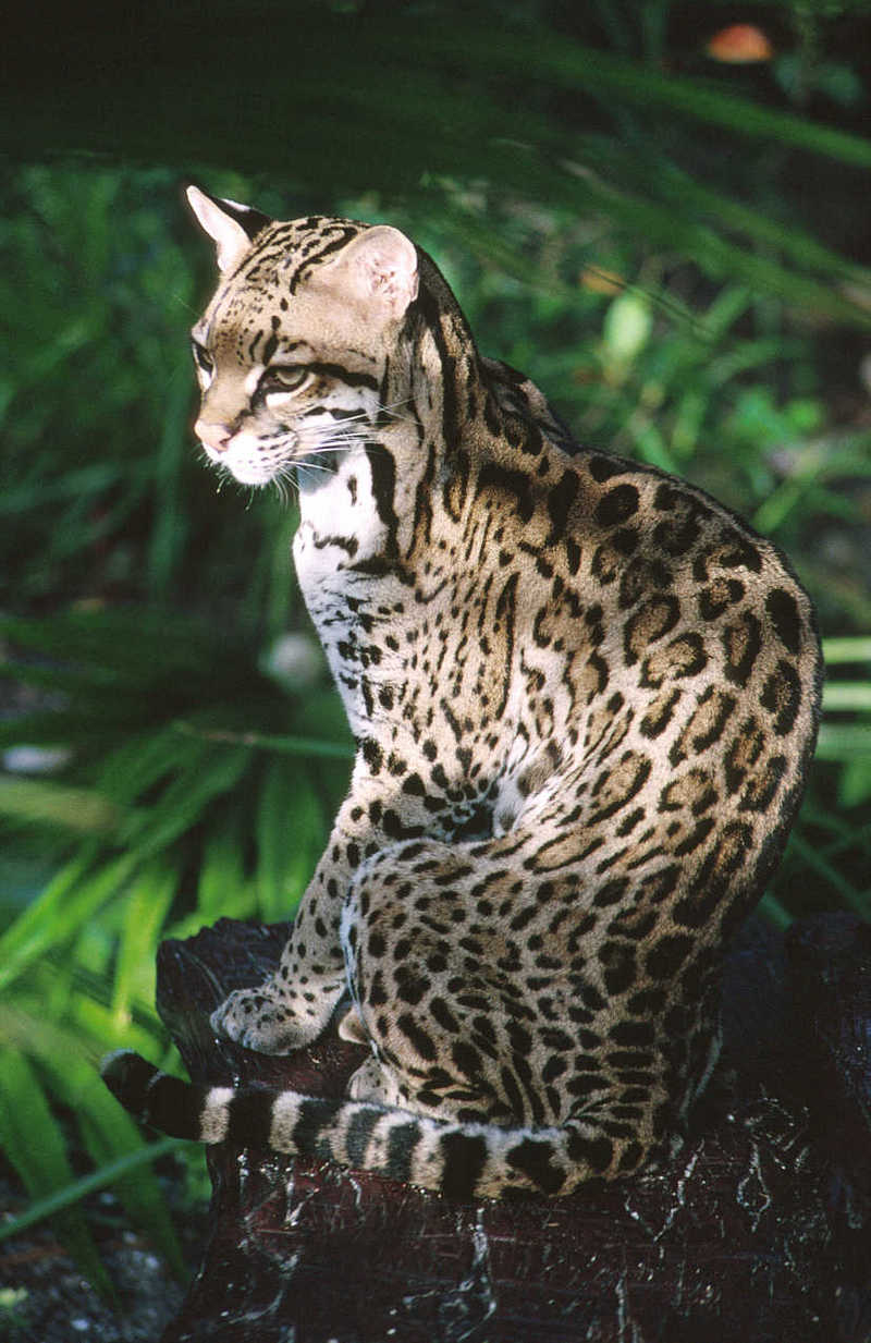 Ocelot; DISPLAY FULL IMAGE.