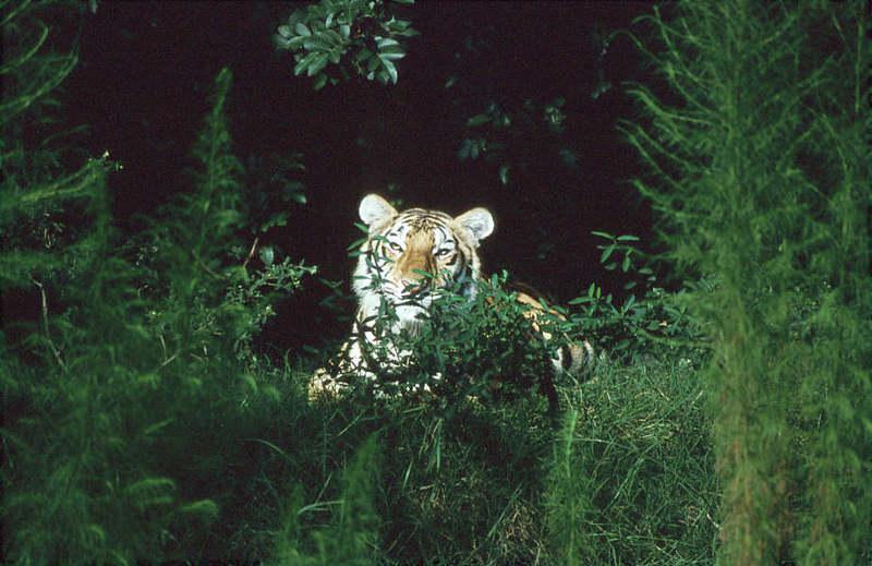 Wildlife on Easy Street - Siberian Tiger; DISPLAY FULL IMAGE.