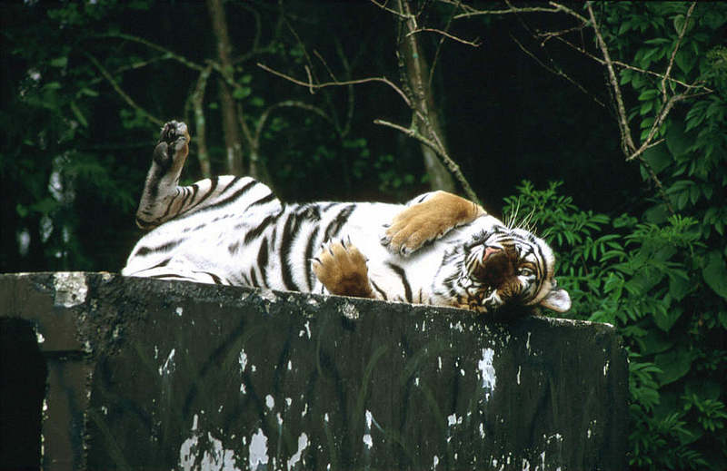 Wildlife on Easy Street - Siberian Tiger; DISPLAY FULL IMAGE.