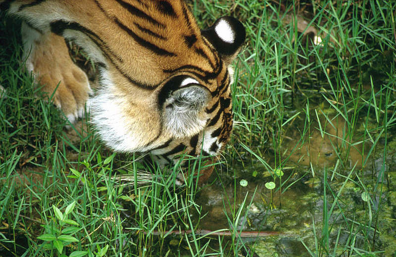 Wildlife on Easy Street - Siberian Tiger; DISPLAY FULL IMAGE.