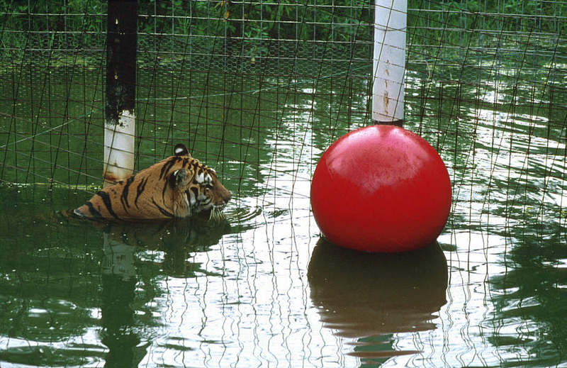 Wildlife on Easy Street - Siberian Tiger; DISPLAY FULL IMAGE.