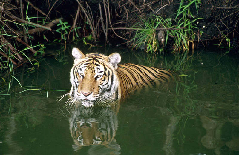Wildlife on Easy Street - Siberian Tiger; DISPLAY FULL IMAGE.