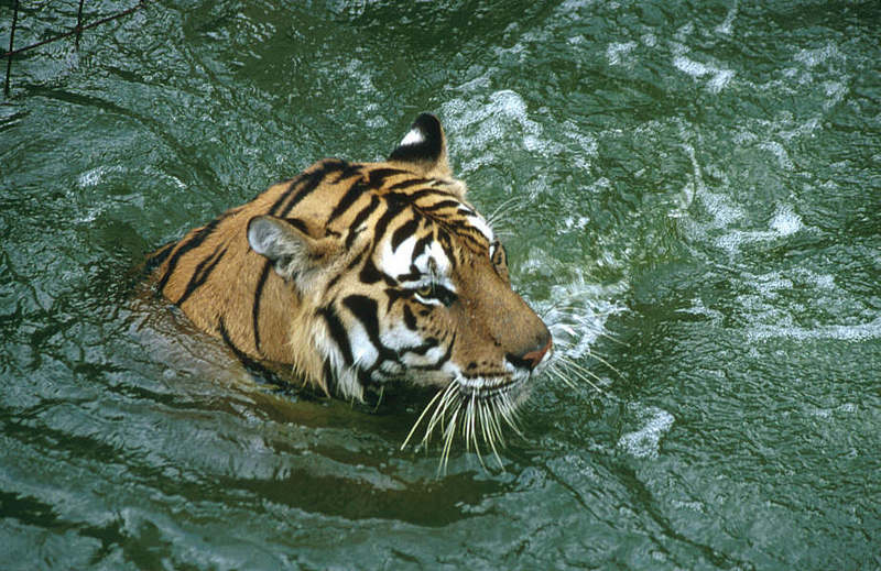 Wildlife on Easy Street - Siberian Tiger; DISPLAY FULL IMAGE.