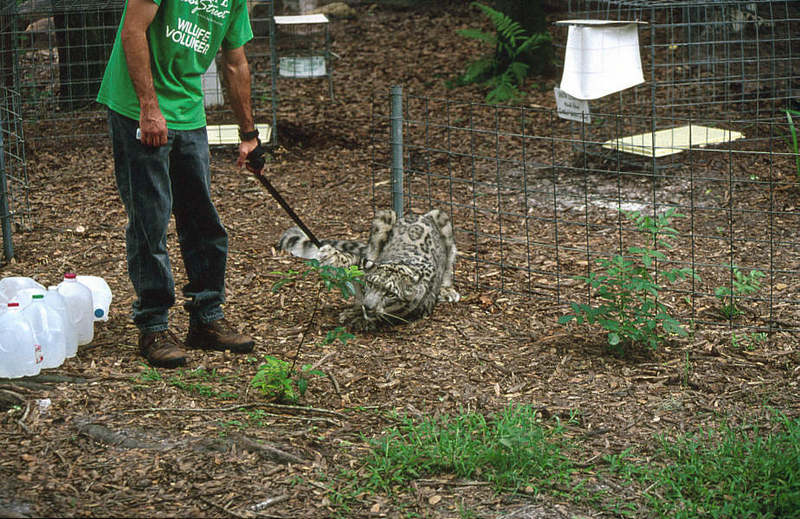 Wildlife on Easy Street - Snow Leopard; DISPLAY FULL IMAGE.