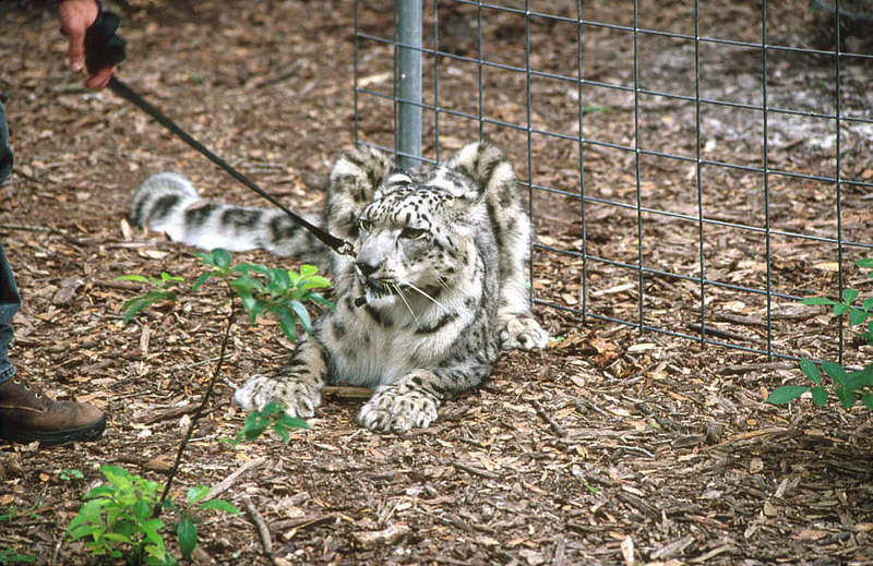 Wildlife on Easy Street - Snow Leopard; DISPLAY FULL IMAGE.