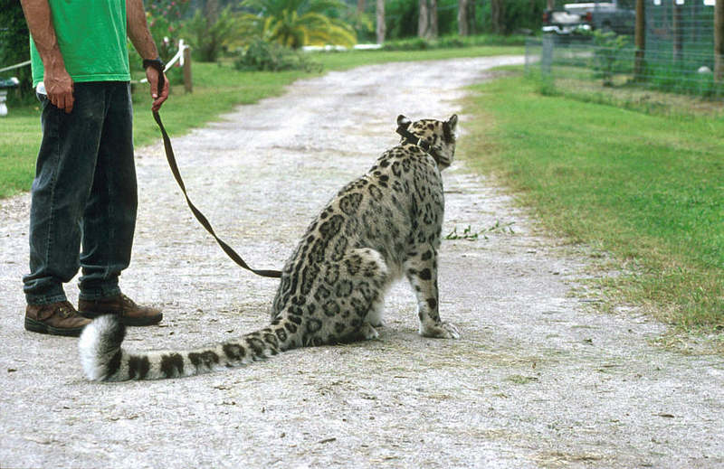 Wildlife on Easy Street - Snow Leopard; DISPLAY FULL IMAGE.