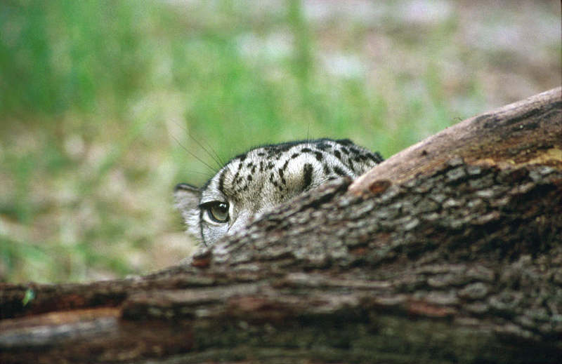 Wildlife on Easy Street - Snow Leopard; DISPLAY FULL IMAGE.