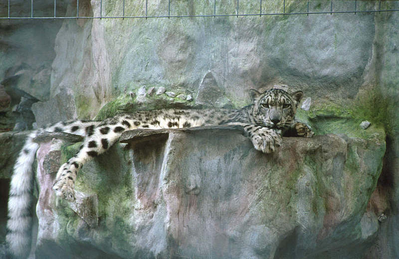 Wildlife on Easy Street - Snow Leopard; DISPLAY FULL IMAGE.