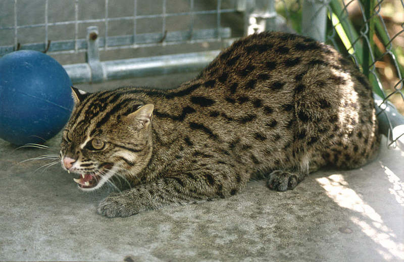 Wildlife on Easy Street - Fishing cat; DISPLAY FULL IMAGE.