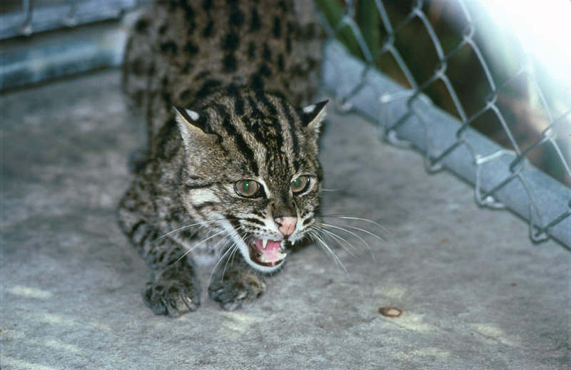 Wildlife on Easy Street - Fishing cat; DISPLAY FULL IMAGE.