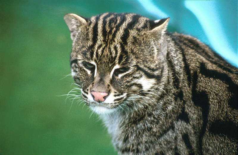 Wildlife on Easy Street - Fishing cat; DISPLAY FULL IMAGE.