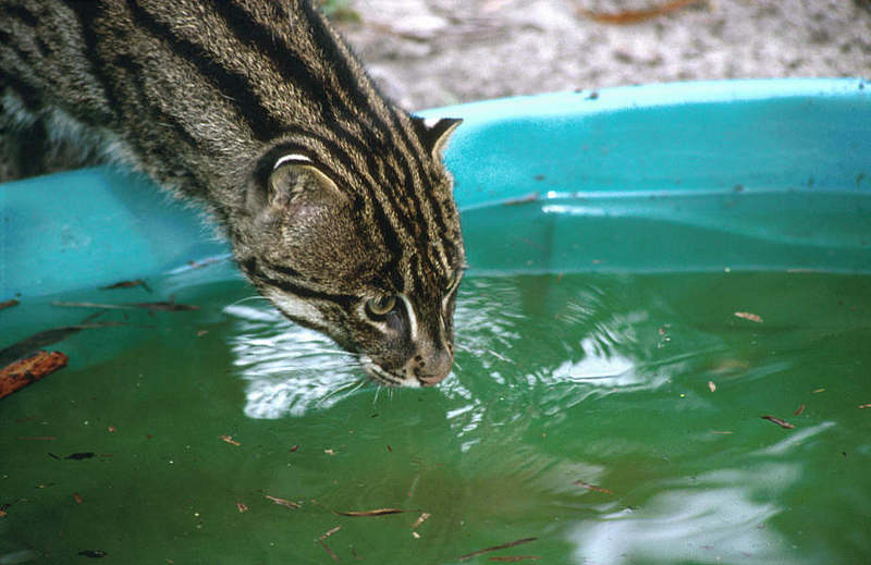 Wildlife on Easy Street - Fishing cat; DISPLAY FULL IMAGE.