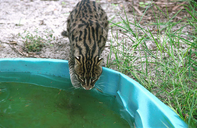 Wildlife on Easy Street - Fishing cat; DISPLAY FULL IMAGE.