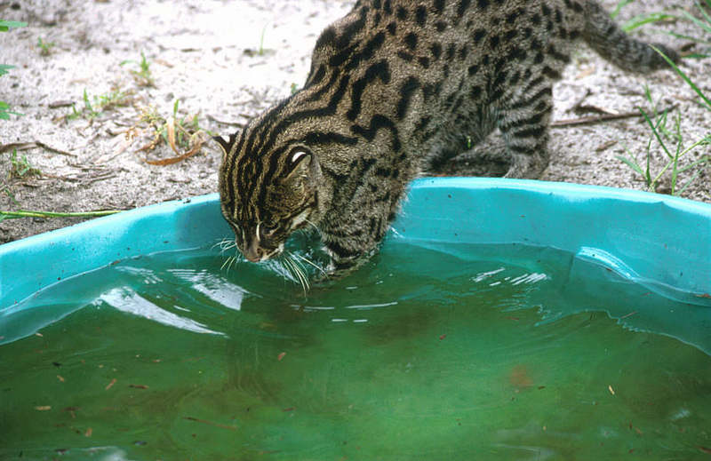 Wildlife on Easy Street - Fishing cat; DISPLAY FULL IMAGE.