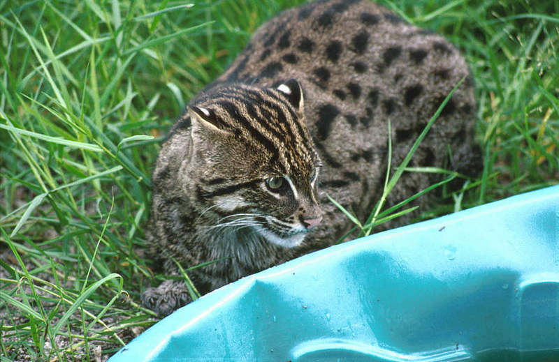 Wildlife on Easy Street - Fishing cat; DISPLAY FULL IMAGE.