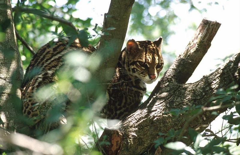 Wildlife on Easy Street - Ocelot; DISPLAY FULL IMAGE.