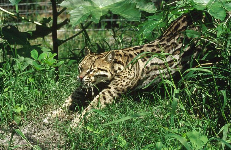 Wildlife on Easy Street - Ocelot; DISPLAY FULL IMAGE.