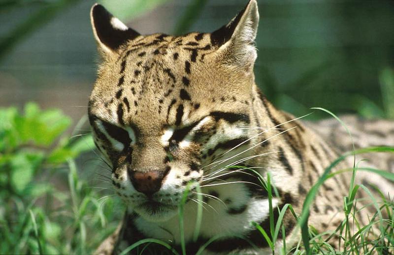 Wildlife on Easy Street - Ocelot; DISPLAY FULL IMAGE.