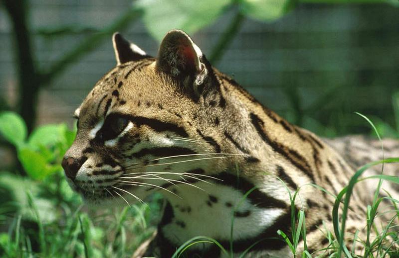 Wildlife on Easy Street - Ocelot; DISPLAY FULL IMAGE.