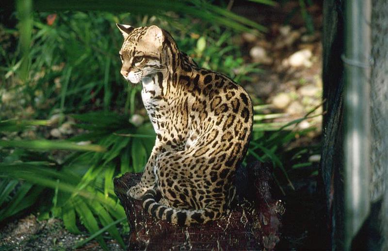 Wildlife on Easy Street - Ocelot; DISPLAY FULL IMAGE.
