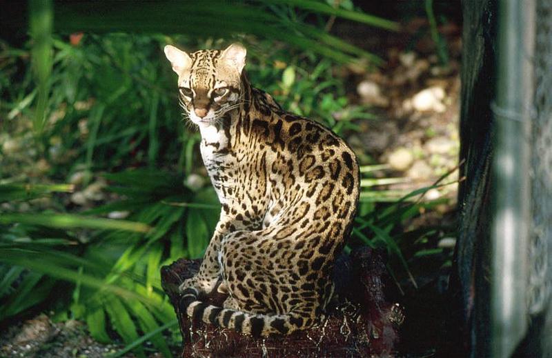 Wildlife on Easy Street - Ocelot; DISPLAY FULL IMAGE.