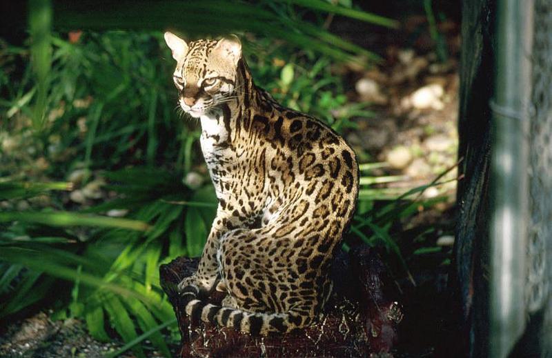 Wildlife on Easy Street - Ocelot; DISPLAY FULL IMAGE.