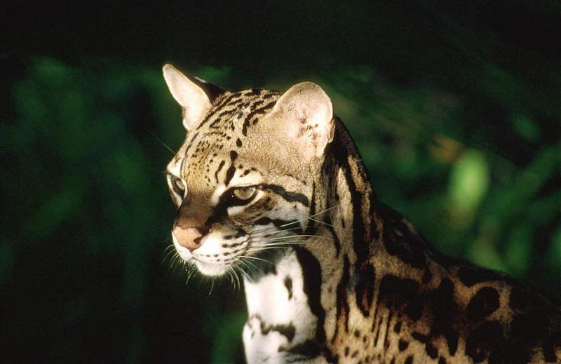 Wildlife on Easy Street - Ocelot; DISPLAY FULL IMAGE.