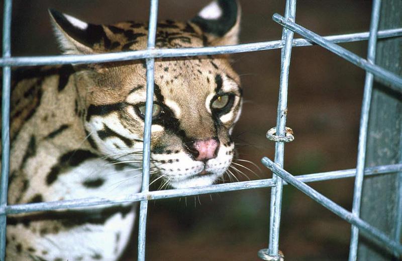 Wildlife on Easy Street - Ocelot; DISPLAY FULL IMAGE.