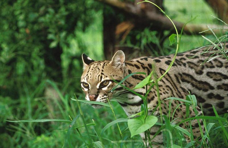 Wildlife on Easy Street - Ocelot; DISPLAY FULL IMAGE.