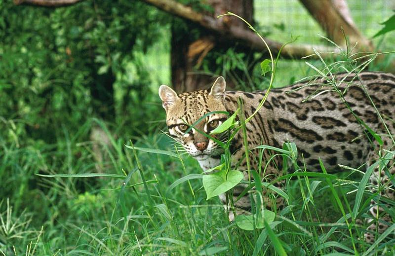 Wildlife on Easy Street - Ocelot; DISPLAY FULL IMAGE.