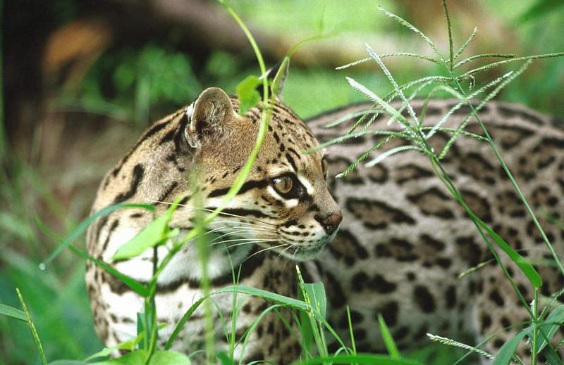 Wildlife on Easy Street - Ocelot; DISPLAY FULL IMAGE.