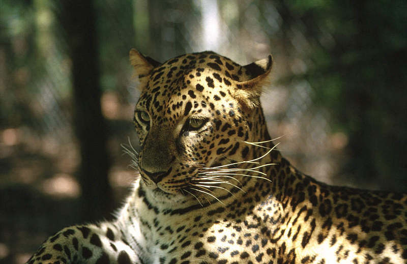 Wildlife on Easy Street - African Spotted Leopard; DISPLAY FULL IMAGE.