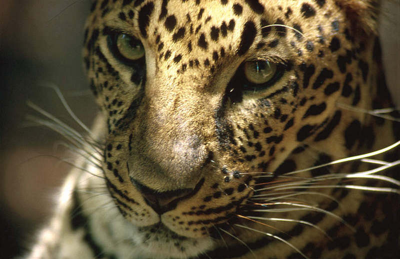 Wildlife on Easy Street - African Spotted Leopard; DISPLAY FULL IMAGE.