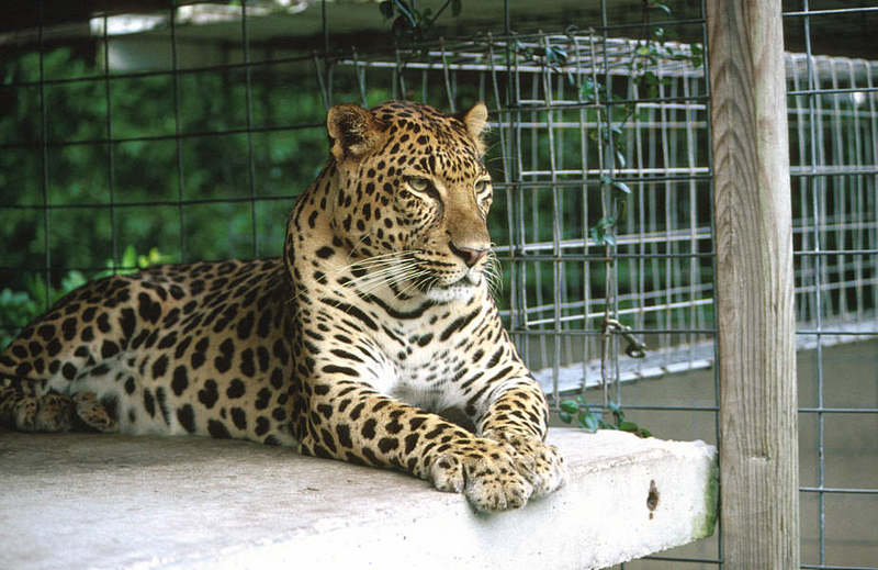 Wildlife on Easy Street - African Spotted Leopard; DISPLAY FULL IMAGE.