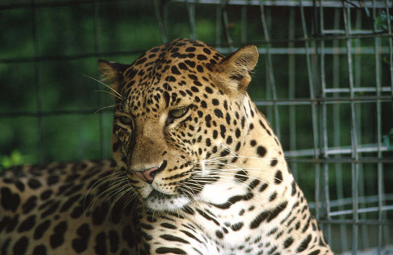 Wildlife on Easy Street - African Spotted Leopard; DISPLAY FULL IMAGE.