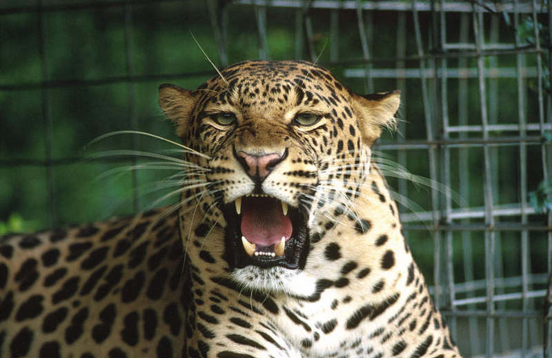 Wildlife on Easy Street - African Spotted Leopard; DISPLAY FULL IMAGE.