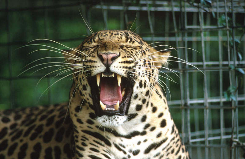 Wildlife on Easy Street - African Spotted Leopard; DISPLAY FULL IMAGE.