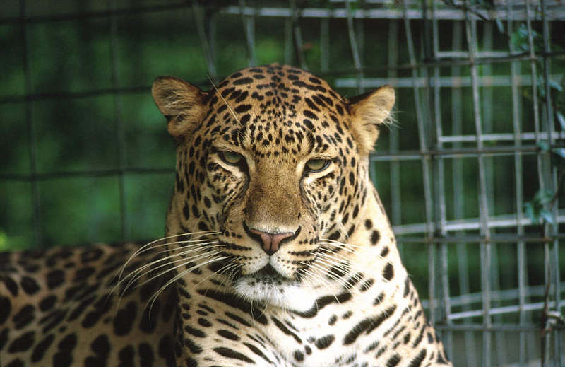 Wildlife on Easy Street - African Spotted Leopard; DISPLAY FULL IMAGE.