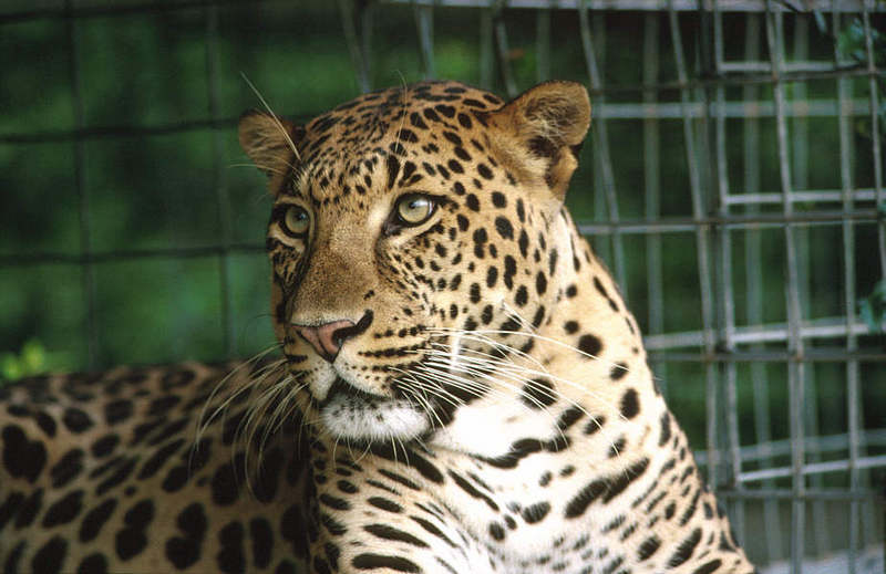 Wildlife on Easy Street - African Spotted Leopard; DISPLAY FULL IMAGE.